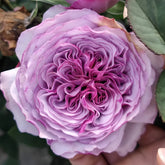 Ilias Rose